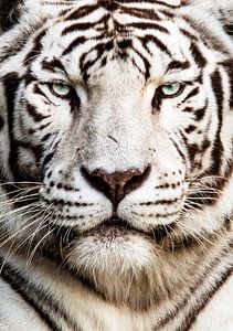Gros plan sur le tigre blanc