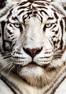 Close-up witte tijger van Design Wall Arts