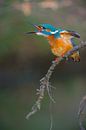 Eisvogel von Eisvogel.land - Corné van Oosterhout Miniaturansicht