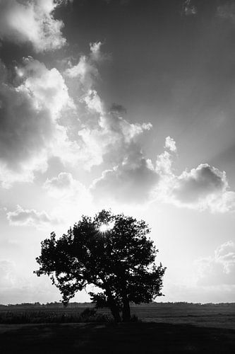 Als de zon door de wolken en de takken speelt in zwart-wit