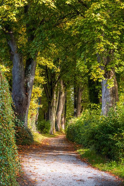 Path through an idyllic avenue by ManfredFotos