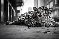 Leopard in the city