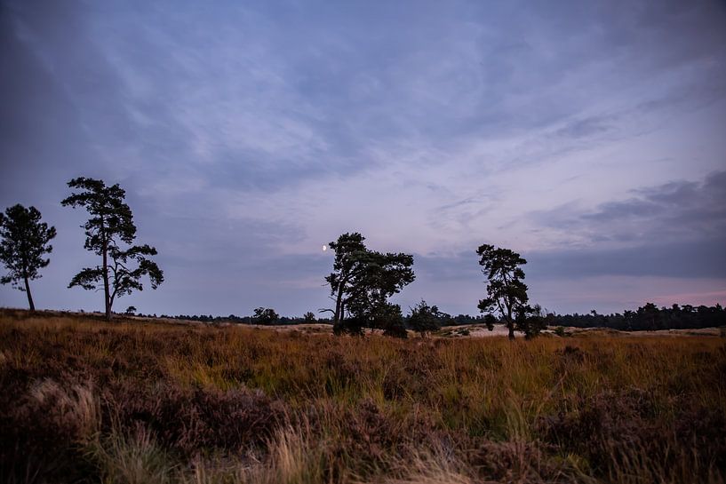 Sunset Colors 6 - Loonse en Drunense Duinen by Deborah de Meijer