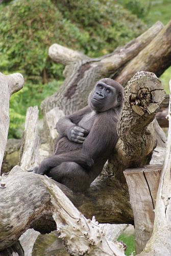 Luierende westelijke laagland gorilla