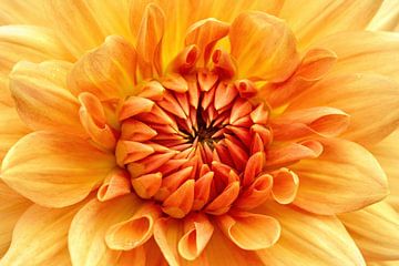 Dahlia sur Rob Boon