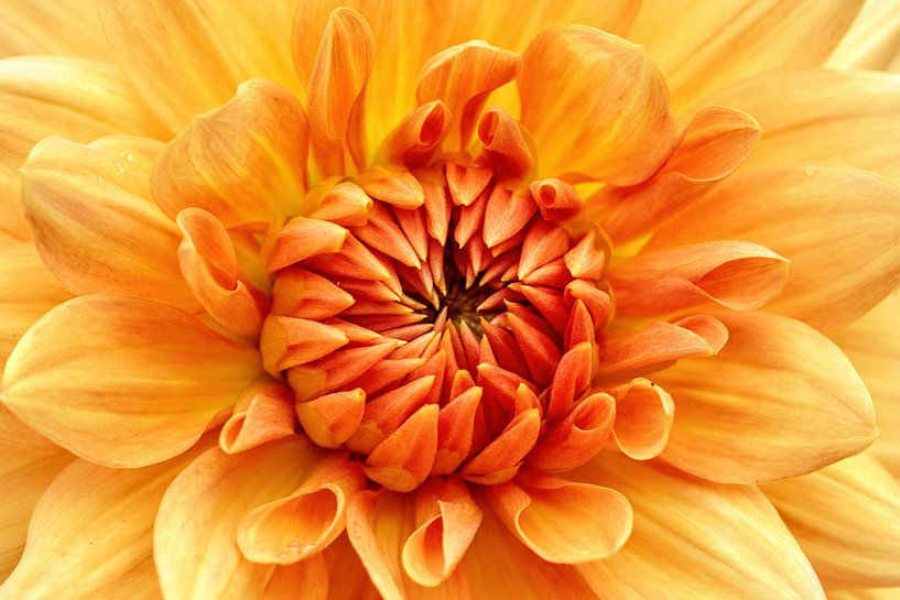 Dahlia by Rob Boon