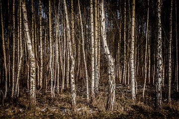 Birkenwald von Freddy Hoevers