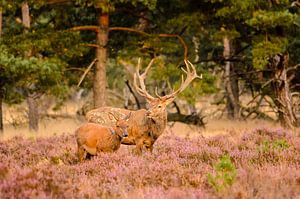 Rotwild auf der Veluwe