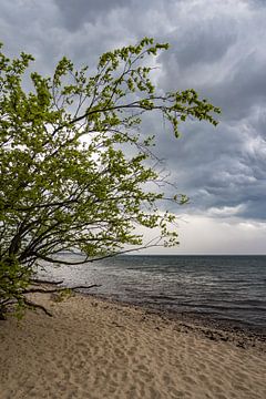 Tree on shore of the Baltic Sea van Rico Ködder