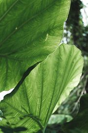 Grain de feuille vert illuminé sur Troy Wegman