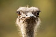 struisvogel close up  van Rando Kromkamp thumbnail