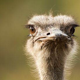 struisvogel close up 