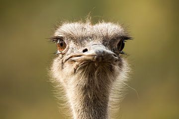 struisvogel close up 