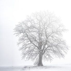 Wintertrees van Fotografie & Digital Art von Margit Lisa Roeder
