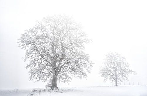 Wintertrees