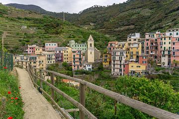 Gekleurde huisjes en wijngaarden in Manarola, Cinque Terre