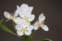 Kersenbloesems