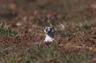 Hermelijn (Mustela erminea) Duitsland van Frank Fichtmüller thumbnail