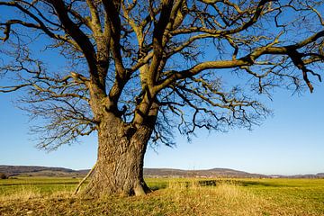 The Thick Oak by Roland Brack