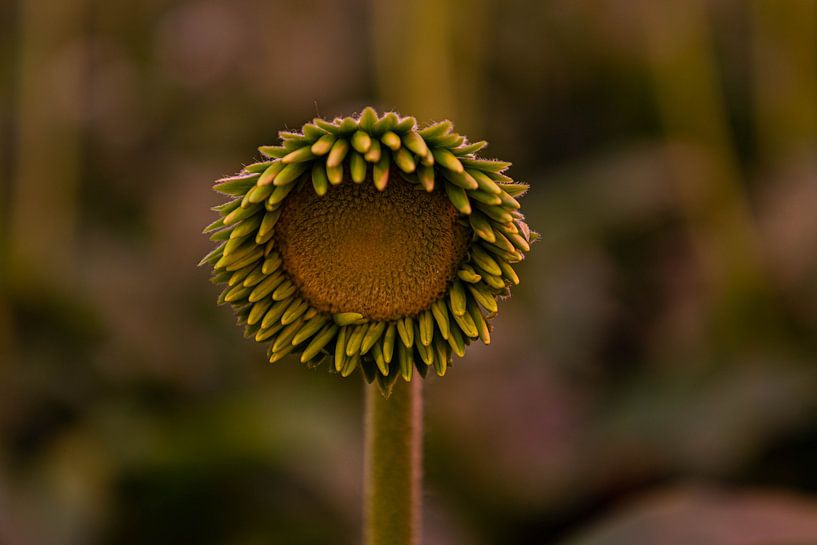 Kreativ mit Blumen von Annet van Heijster