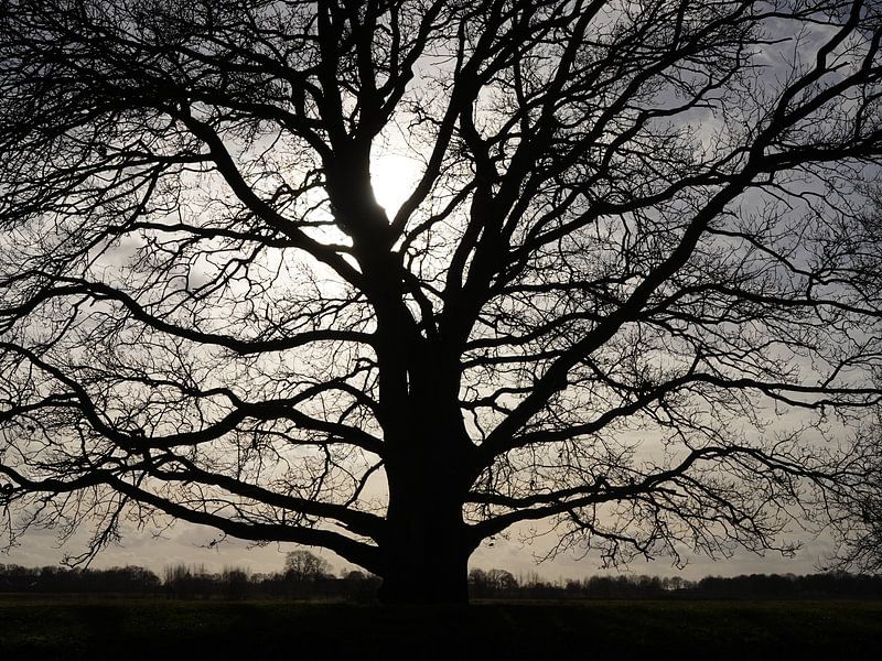 Backlight by Madeltijntje