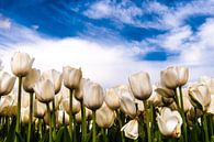 Witte tulpen tegen blauwe lucht van Brian Morgan thumbnail