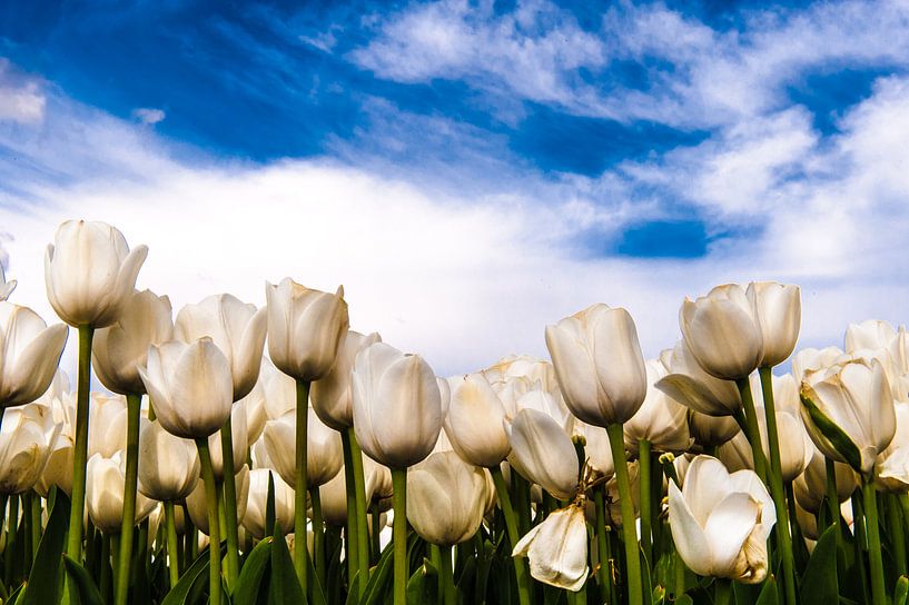 Weiße Tulpen gegen blauen Himmel von Brian Morgan