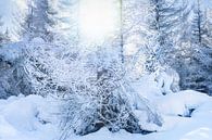 Winter im Harz von Rens Zwanenburg Miniaturansicht