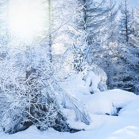 Winter in the Harz by Rens Zwanenburg