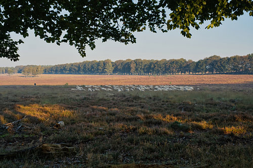 Die Herde auf der Heide – Ruhe in Bewegung