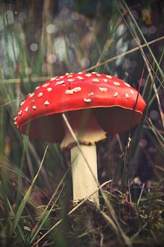 Op een grote paddenstoel... sur Jaike Reinders