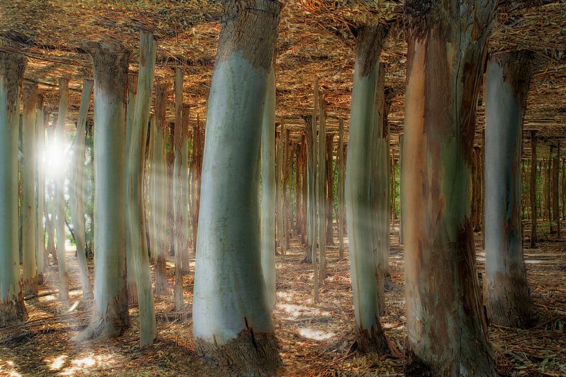 Vreemd bos van Melanie Viola