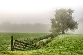 Foggy meadow with a tree, ditch and fence