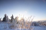 Boek of heester in winterlandschap zonsondergang van Fotos by Jan Wehnert thumbnail