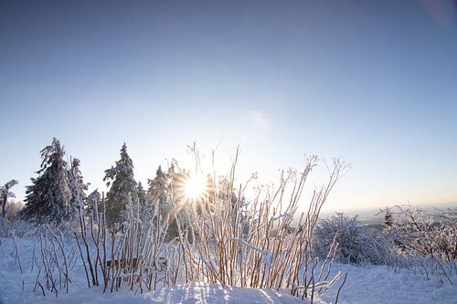 Boek of heester in winterlandschap zonsondergang