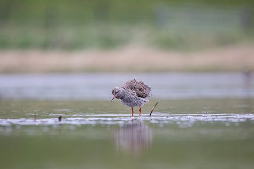 Tureluur schudt zich.