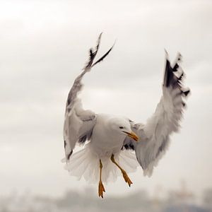 Meeuw in de vlucht
