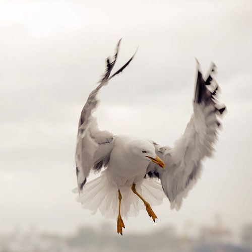 Meeuw in de vlucht by Annemie Lauvenberg