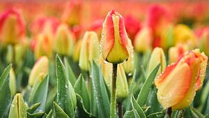 Tulpen bij regenachtig weer in de lente van eric van der eijk