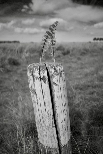 Federgewichts-Duo von Jurjen Melinga