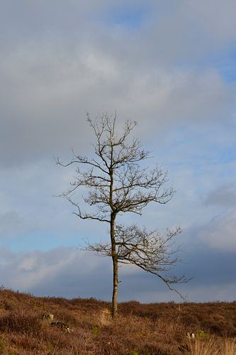 Boom Hatertse et Overasseltse Vennen