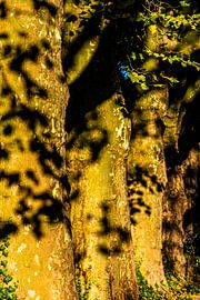 Troncs d'arbres de l'érable sur Dieter Walther