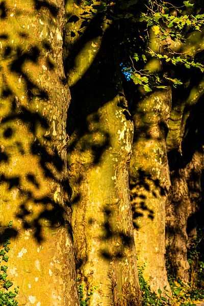 Tree trunks of the maple by Dieter Walther