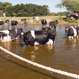 Cows in water.  Dutch landscape von Irene Kuizenga