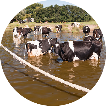 Koeien in het water van Irene Kuizenga