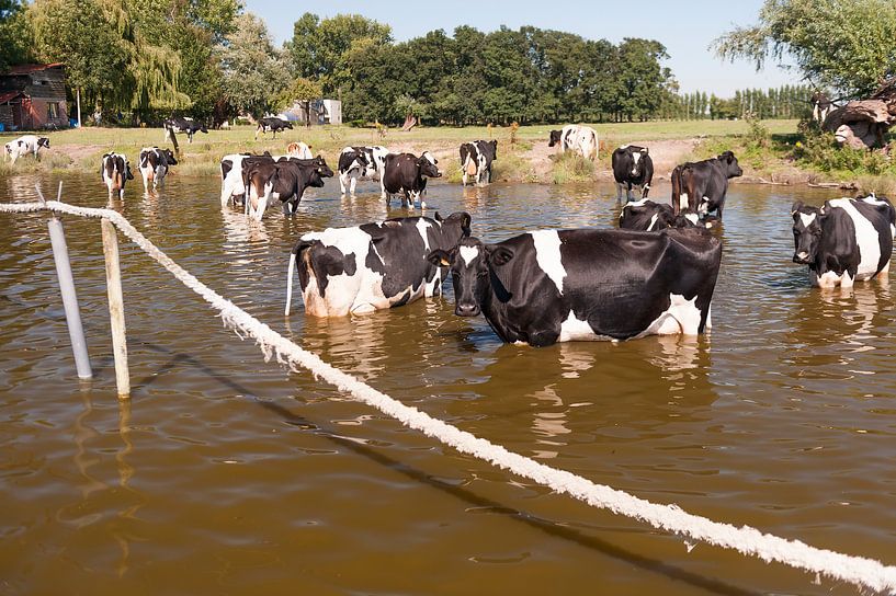 Koeien in het water van Irene Kuizenga