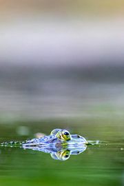 Four-eyed frog on the water surface by Your Happy Life