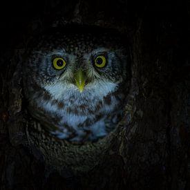Eye-to-eye with Europe's smallest owl by Lennart Verheuvel