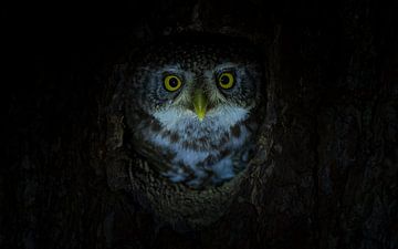 Eye-to-eye with Europe's smallest owl