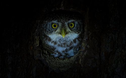 Le plus petit hibou d'Europe à l'œil nu sur Lennart Verheuvel